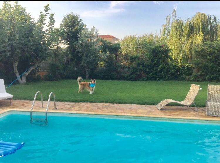 Relaxing Villa With Swimming Pool And Garden Agios Georgios  Экстерьер фото
